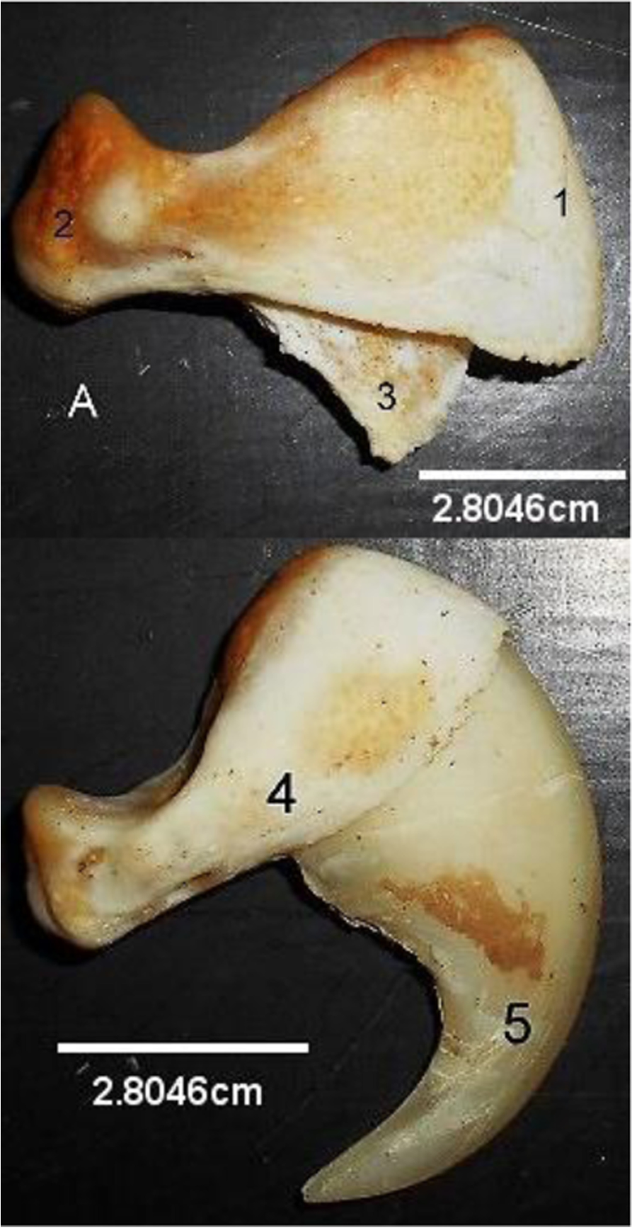 Fig. 5