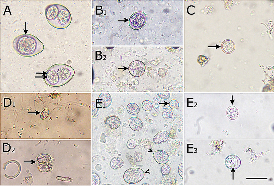 Fig. 3