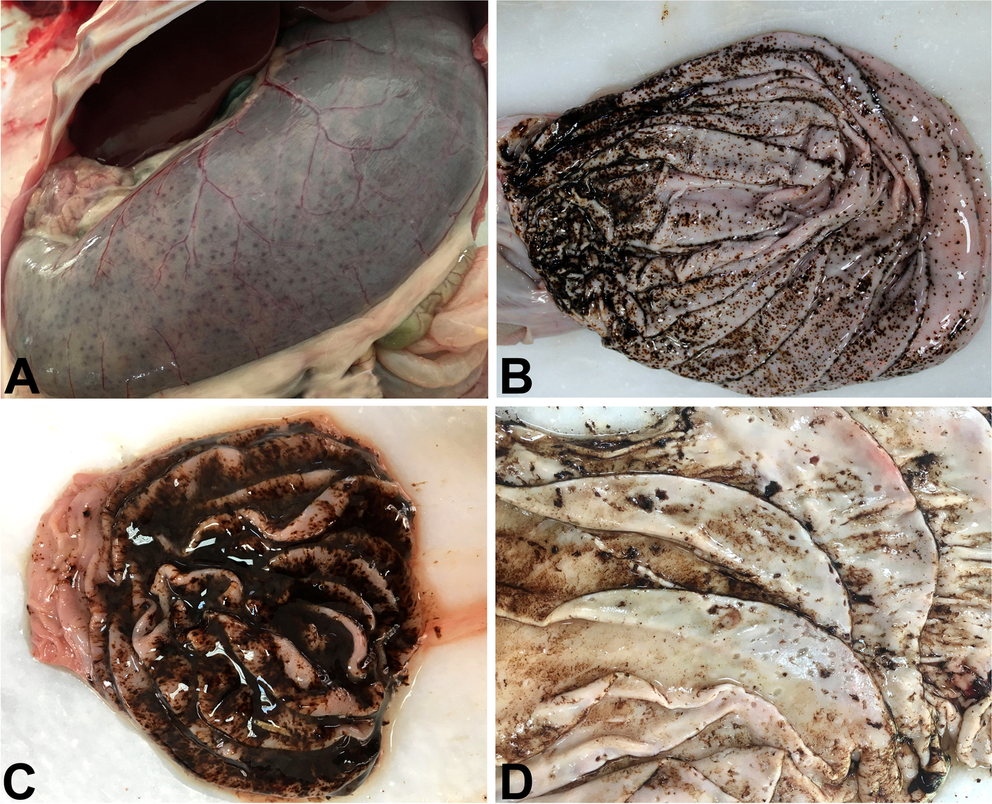 Fig. 1