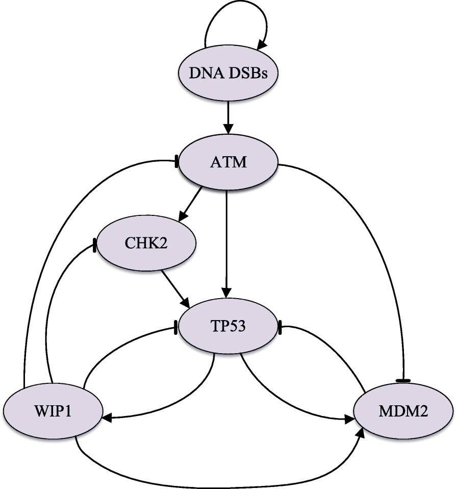 Fig. 5