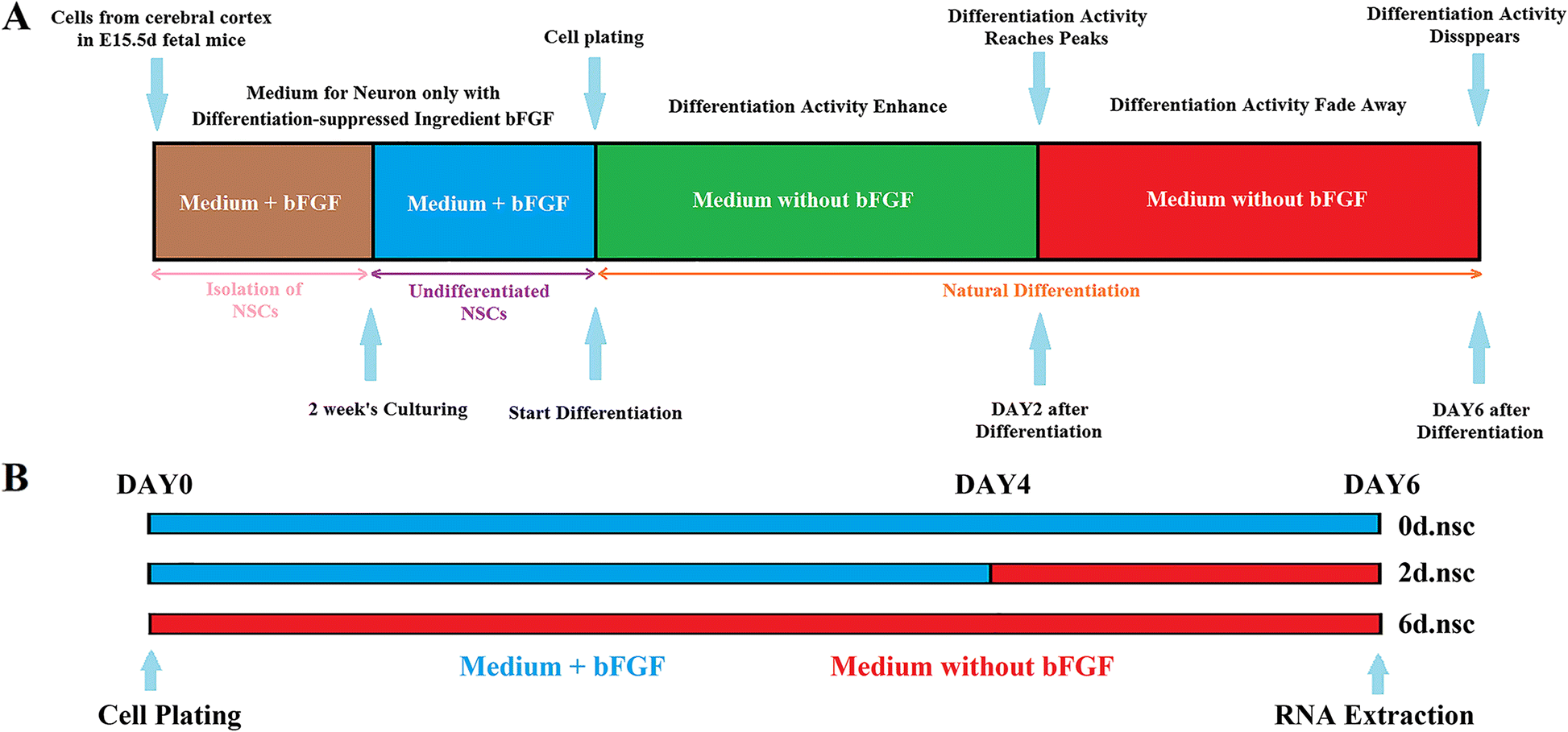 Cell Differentiation Flow Chart