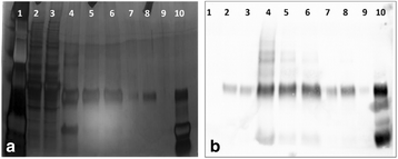 Fig. 1 (abstract P-368).