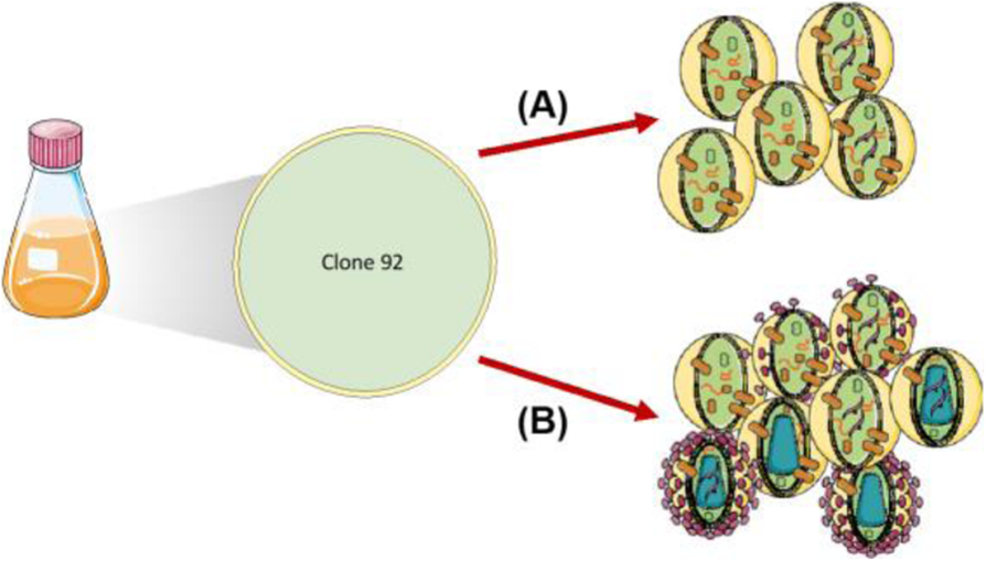 Fig. 1 (abstract P-215).