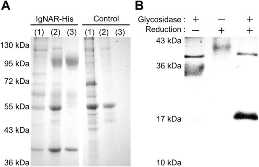 Fig. 1 (abstract P-513).