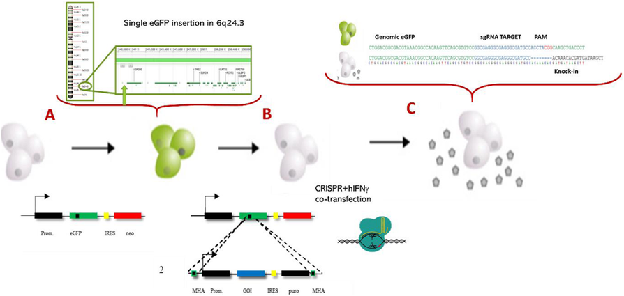 Fig. 1 (abstract P-112).