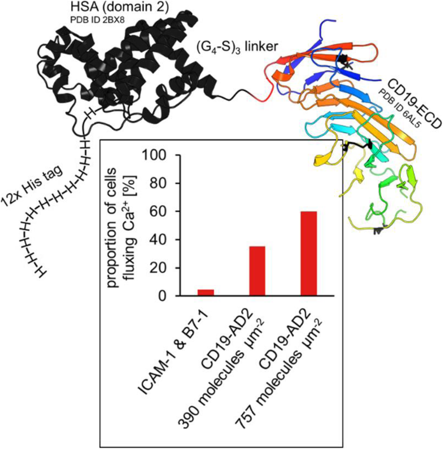 Fig. 1 (abstract P-591).