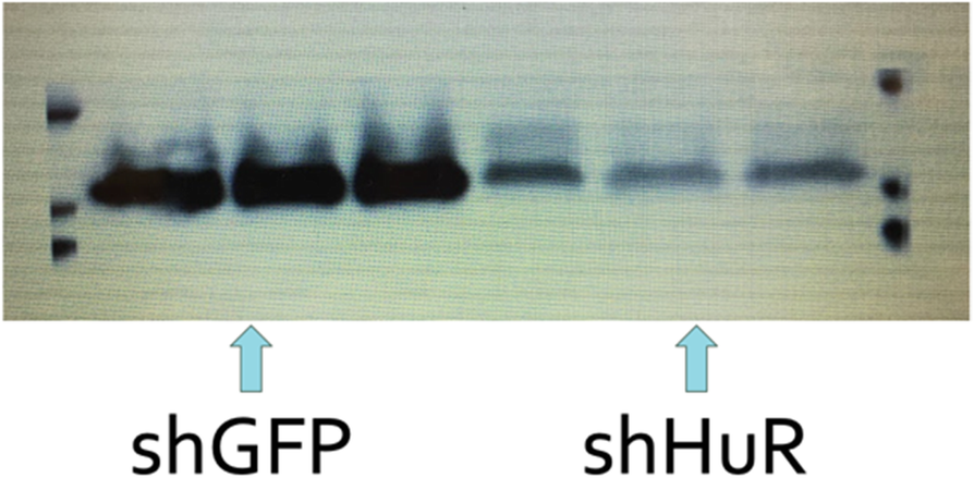 Fig. 1 (abstract A7).