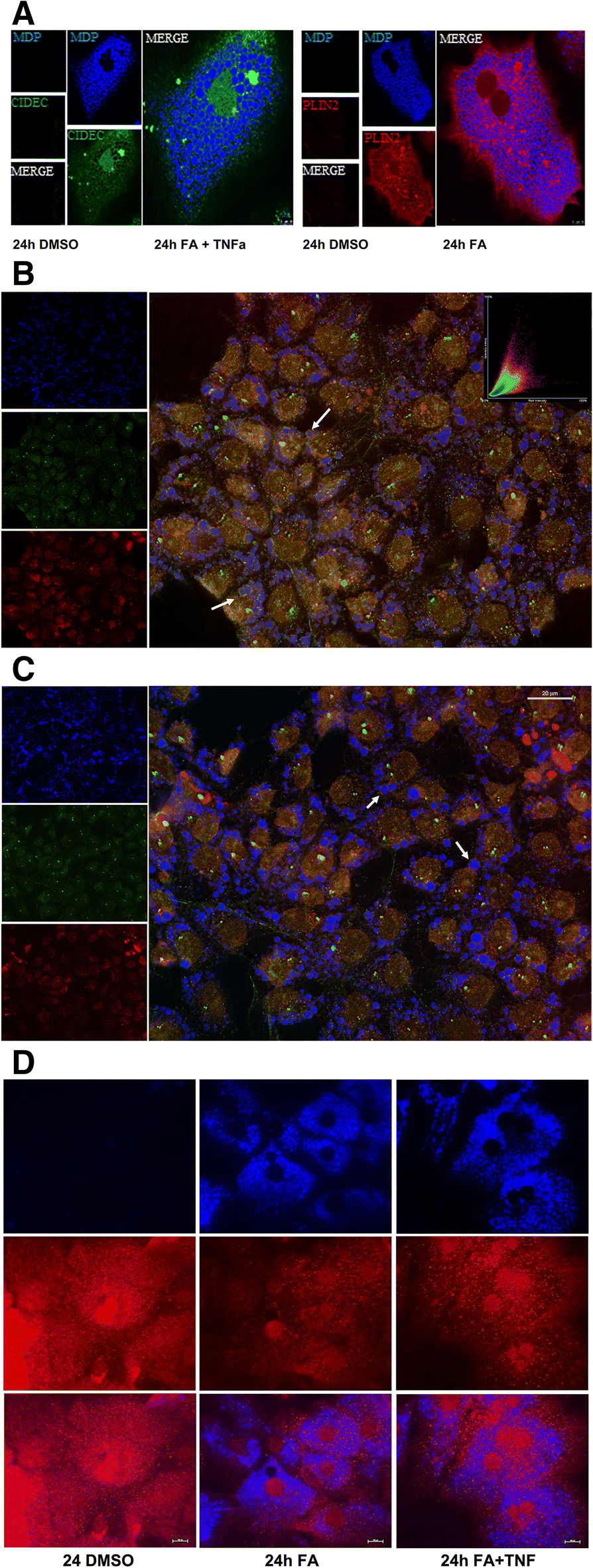 Fig. 4