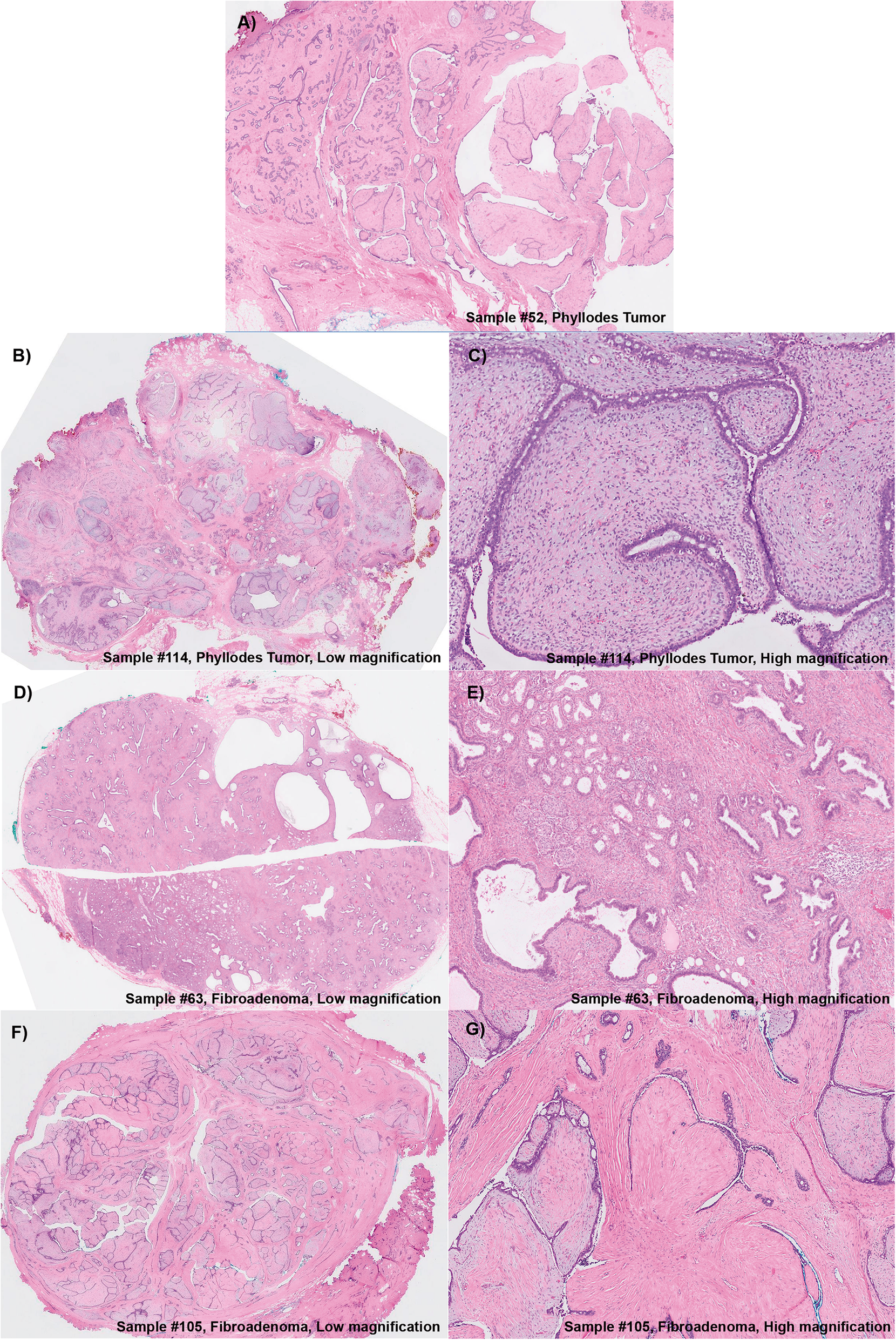 Fig. 5