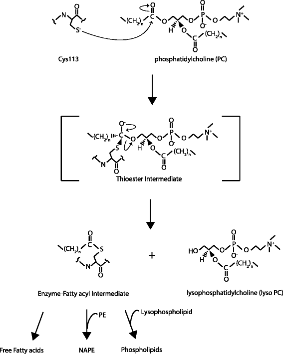 Fig 4