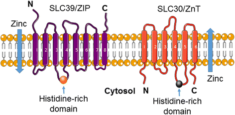 Fig. 2