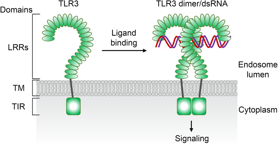 Beyond Defense Regulation Of Neuronal Morphogenesis And Brain Functions Via Toll Like Receptors Journal Of Biomedical Science Full Text Beyond Defense Regulation Of Neuronal Morphogenesis And Brain Functions Via Toll Like Receptors Journal Of Biomedical Science Full Text