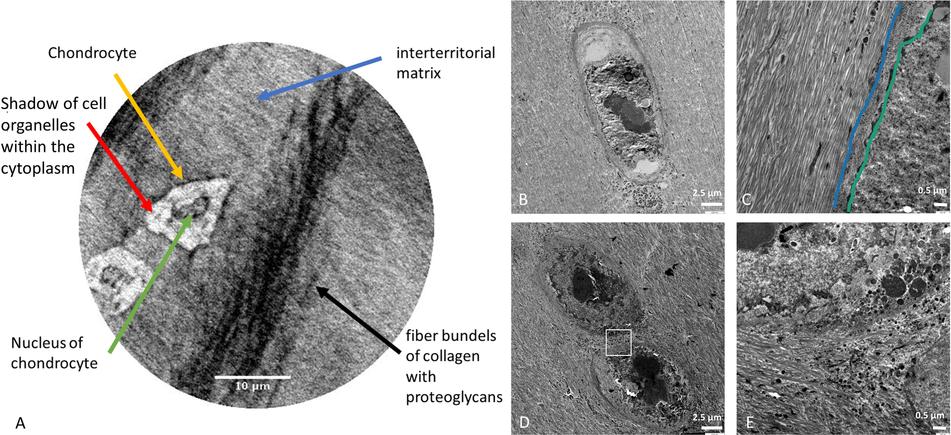 Fig. 8