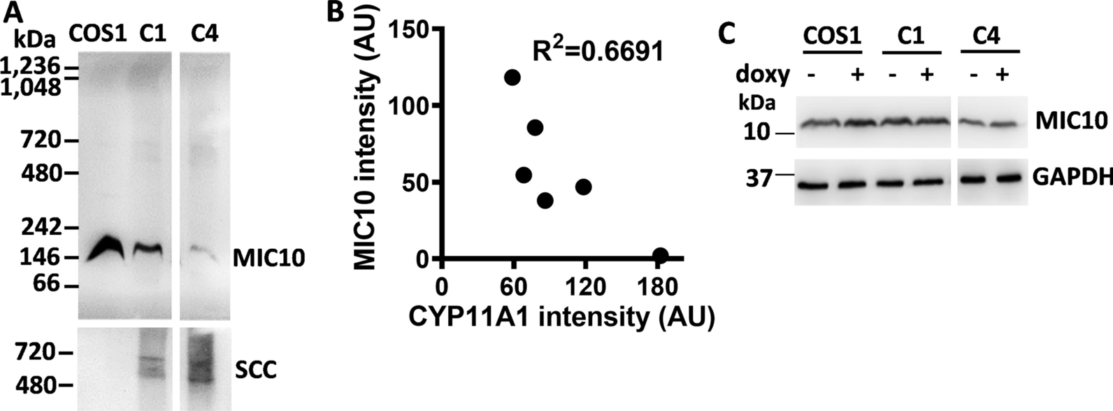 Fig. 6