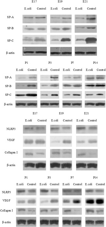 Fig. 12