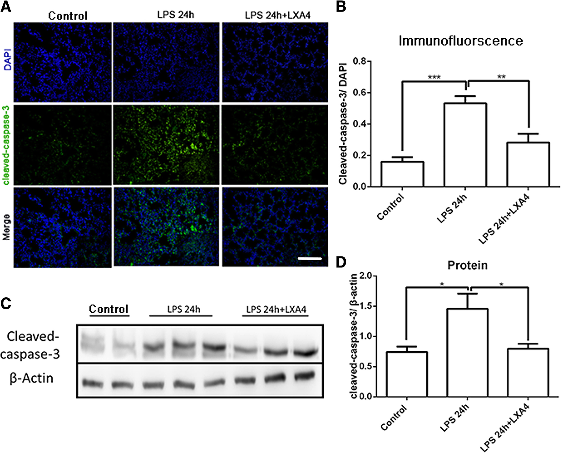 Lipoxin A4 ameliorates lipopolysaccharide-induced lung injury through stimulating epithelial proliferation, reducing cell apoptosis and inhibits epithelial–mesenchymal transition | Research | Full Text