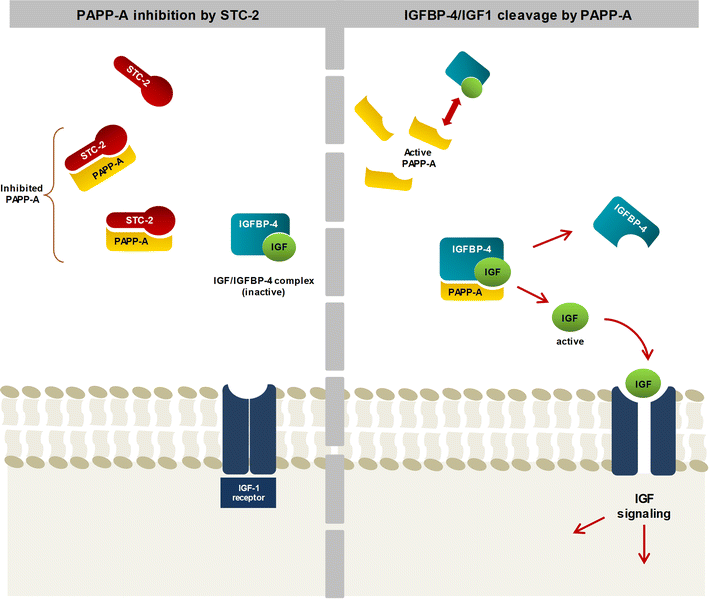 Fig. 1