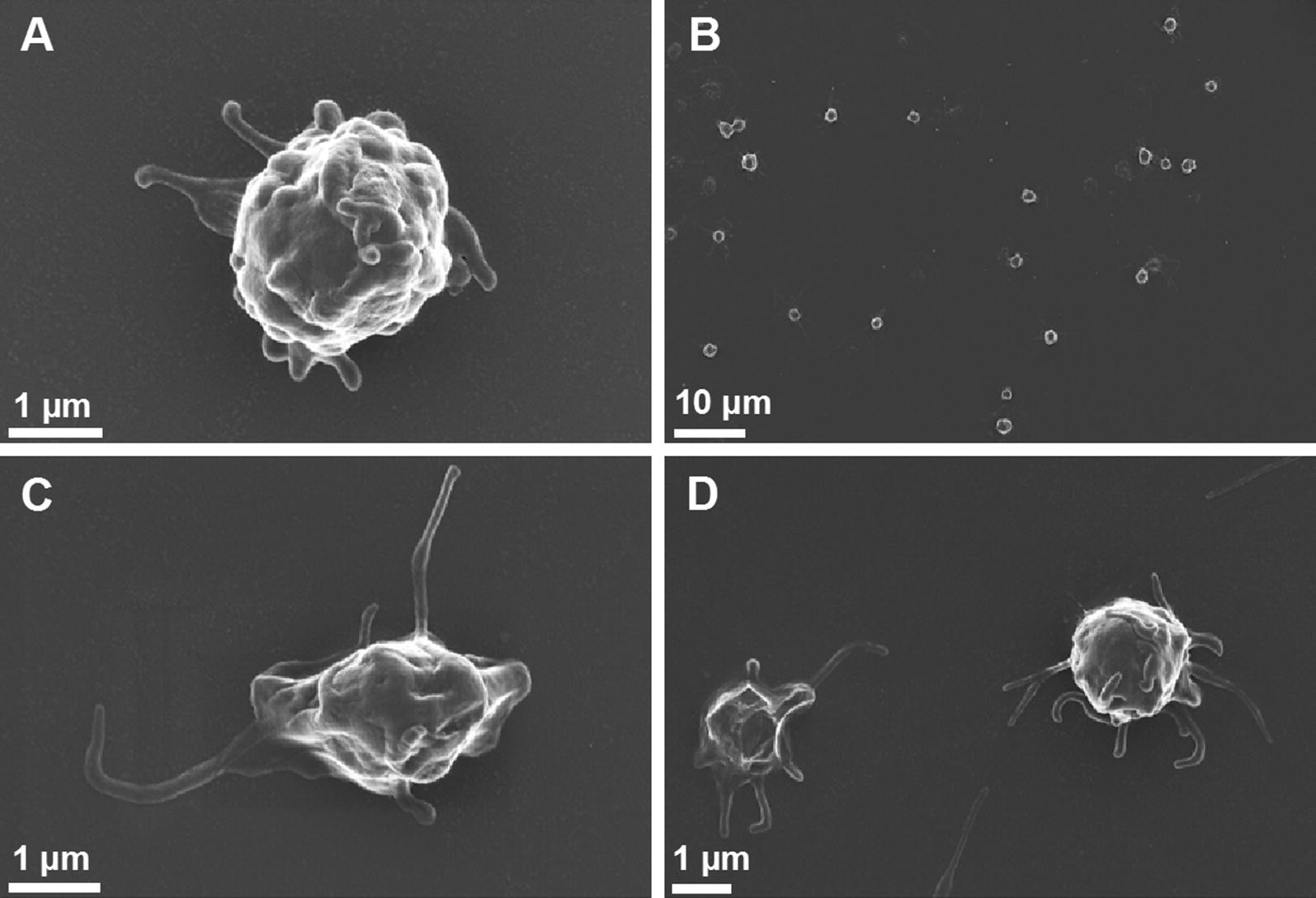 Fig. 2