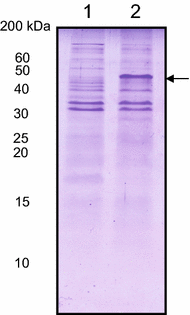 Figure 4