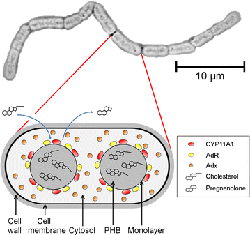 Fig. 7