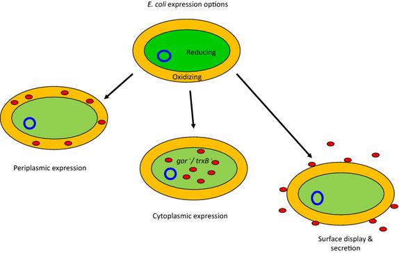 Fig. 1