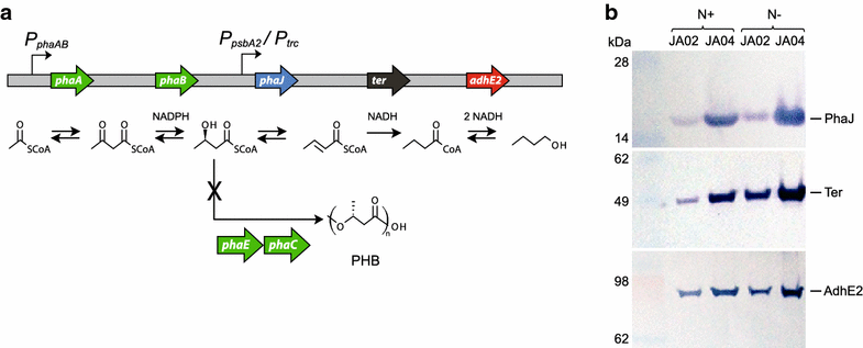 Fig. 1