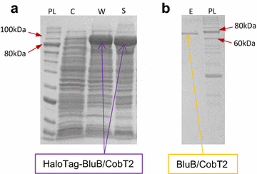 Fig. 2