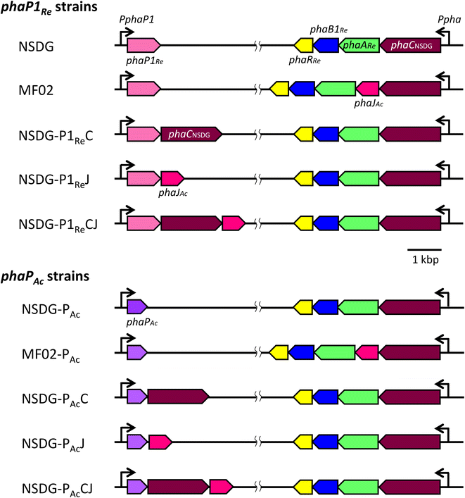 Fig. 2