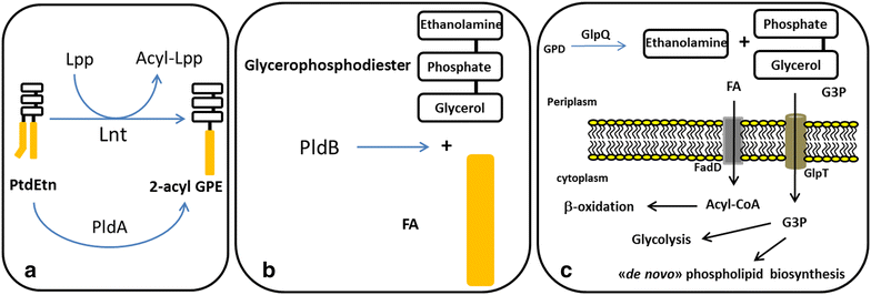 Fig. 3