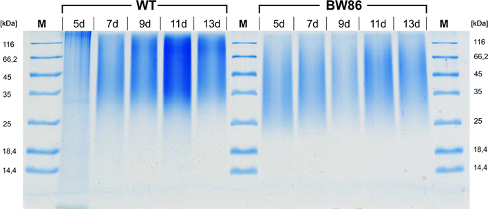 Fig. 6