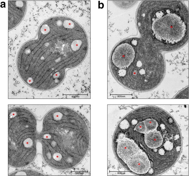 Fig. 8