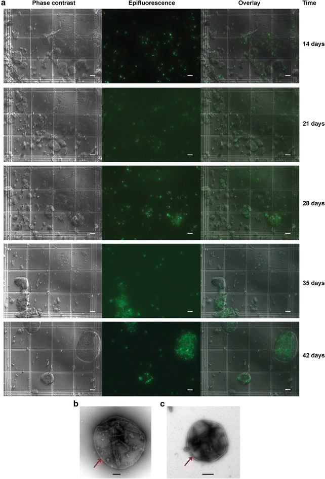 Fig. 3