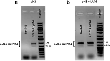 Fig. 7