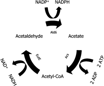 Fig. 6