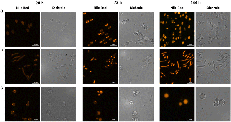 Fig. 4