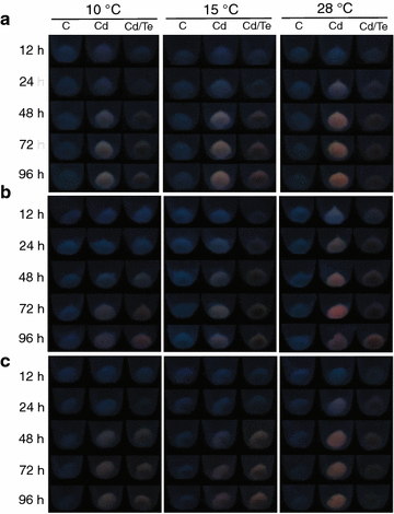 Fig. 3