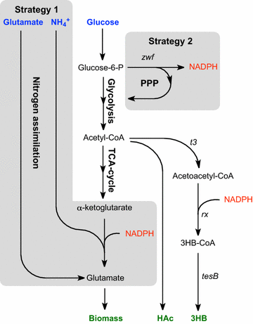 Fig. 1