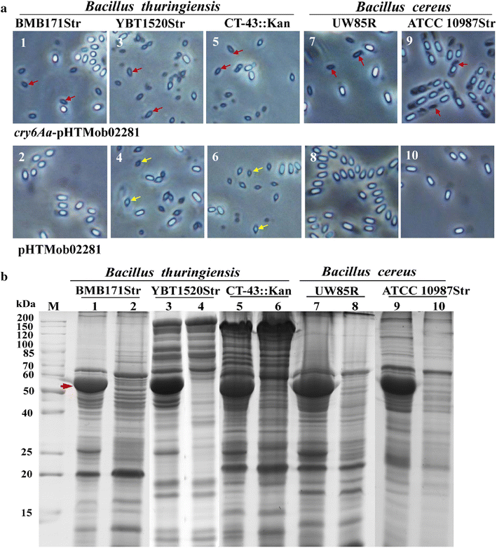 Fig. 1