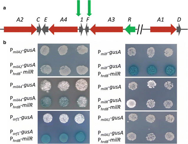 Fig. 3