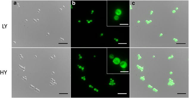 Fig. 2