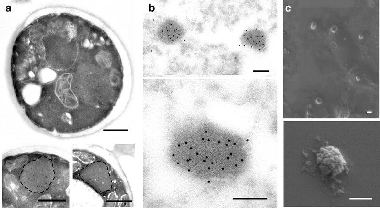 Fig. 4