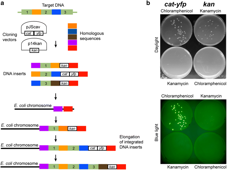 Fig. 2