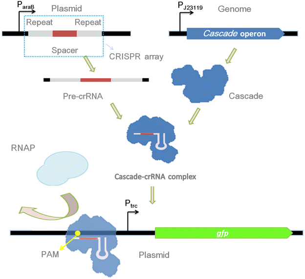 Fig. 1