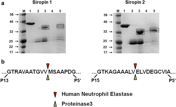 Fig. 4