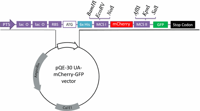 Fig. 1