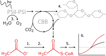 Fig. 7