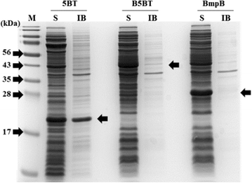 Fig. 3