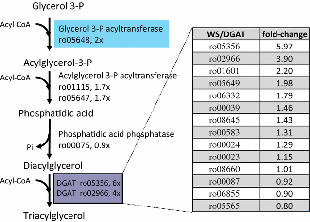 Fig. 5