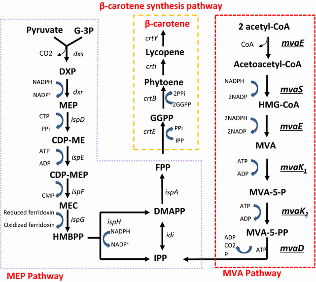 Fig. 1