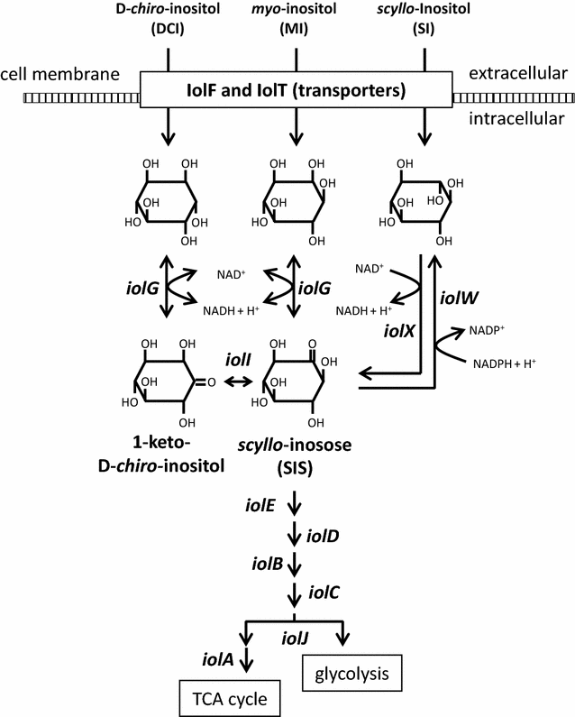 Fig. 1